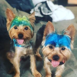 Meet your Posher, Cierra